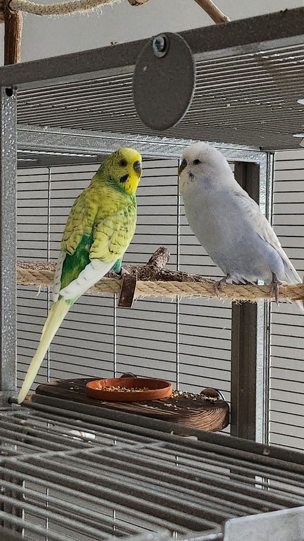 Vogelfamilie sucht neues Zuhause