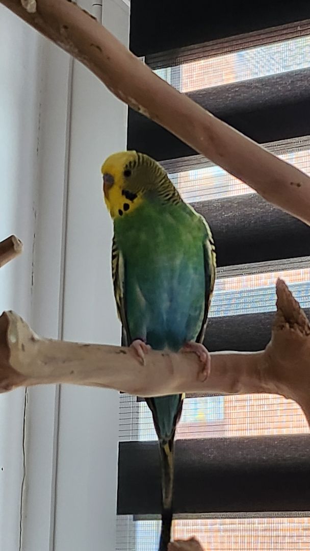 Vogelfamilie sucht neues Zuhause