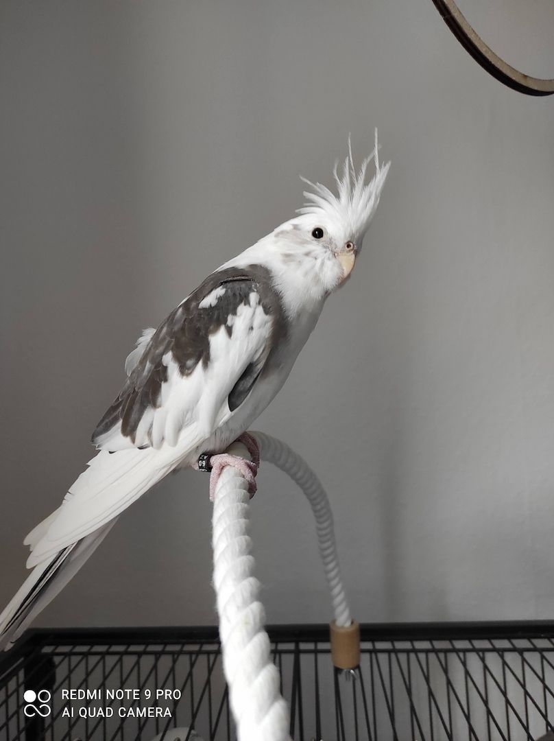 Vogelfamilie sucht neues Zuhause