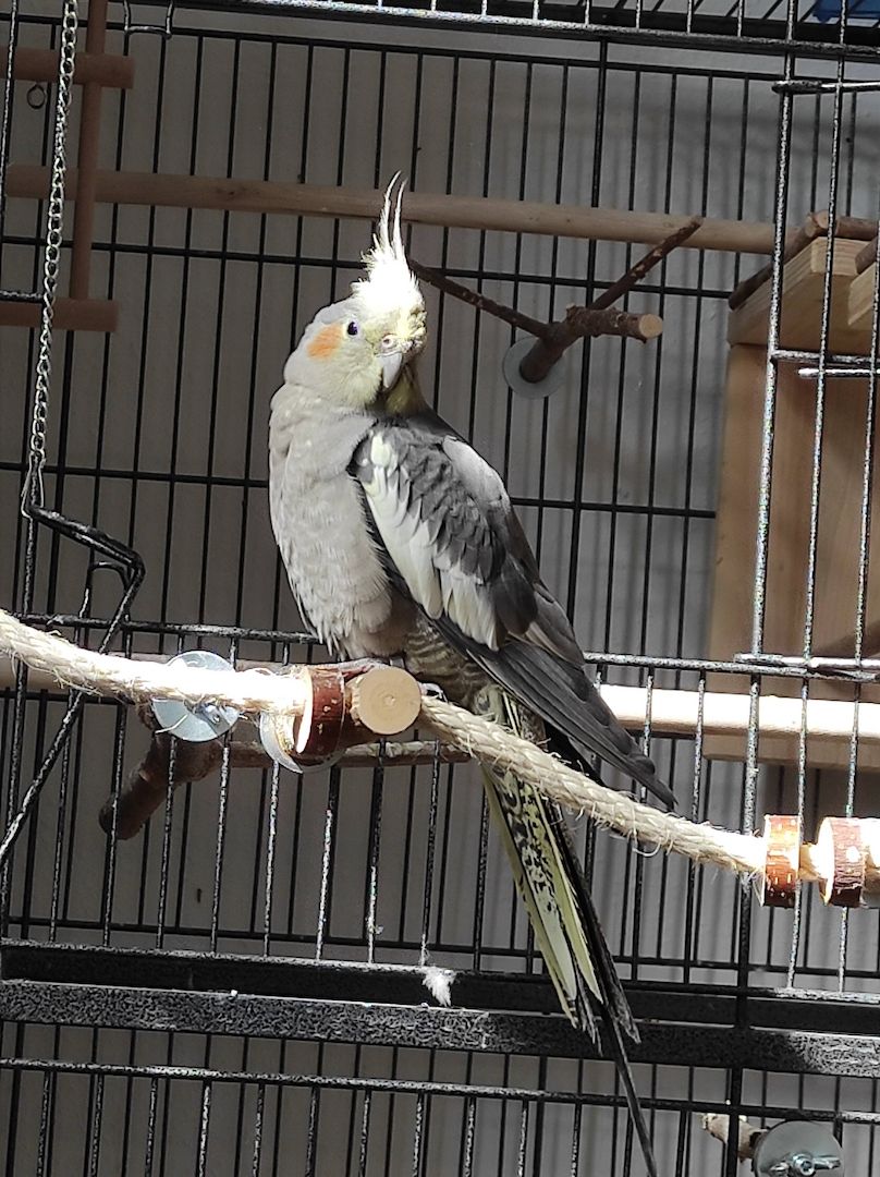 Vogelfamilie sucht neues Zuhause