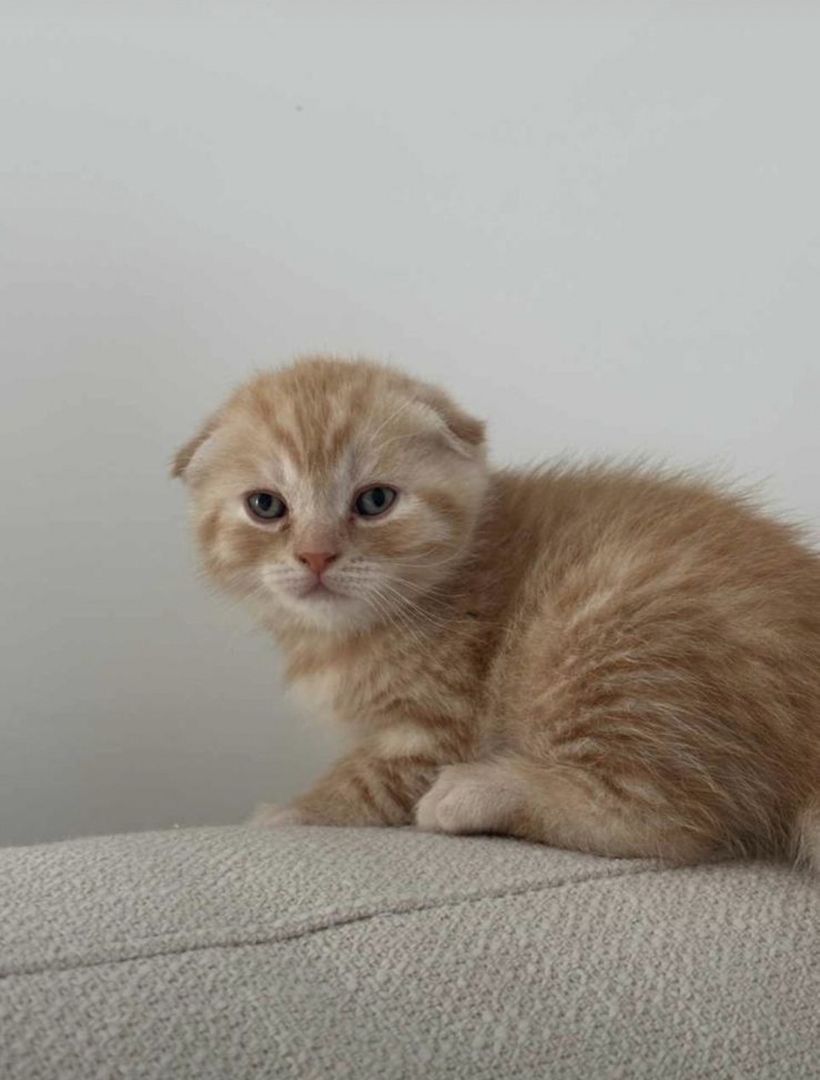Scottish Fold Kitte