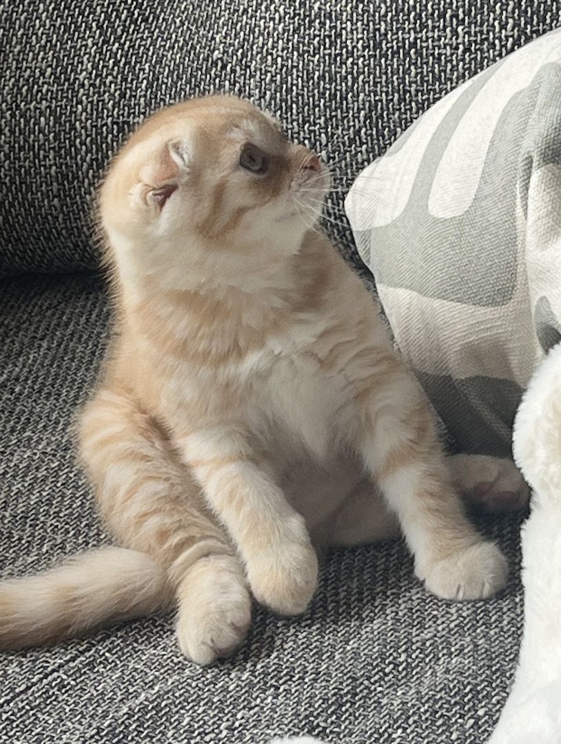 Scottish Fold Kitte