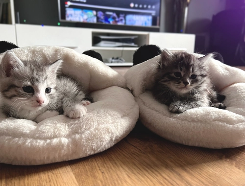 BKH-Mix Kätzchen suchen ihre neue Familie!