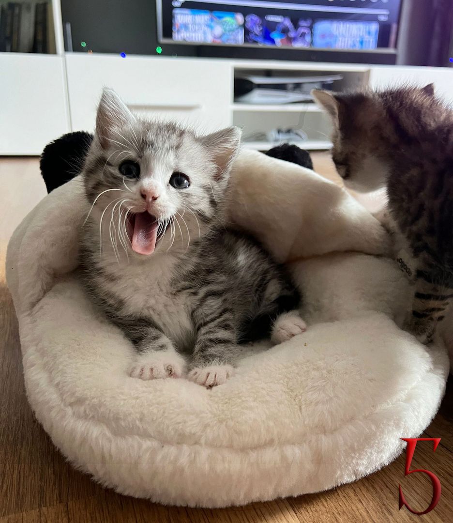 BKH-Mix Kätzchen suchen ihre neue Familie!