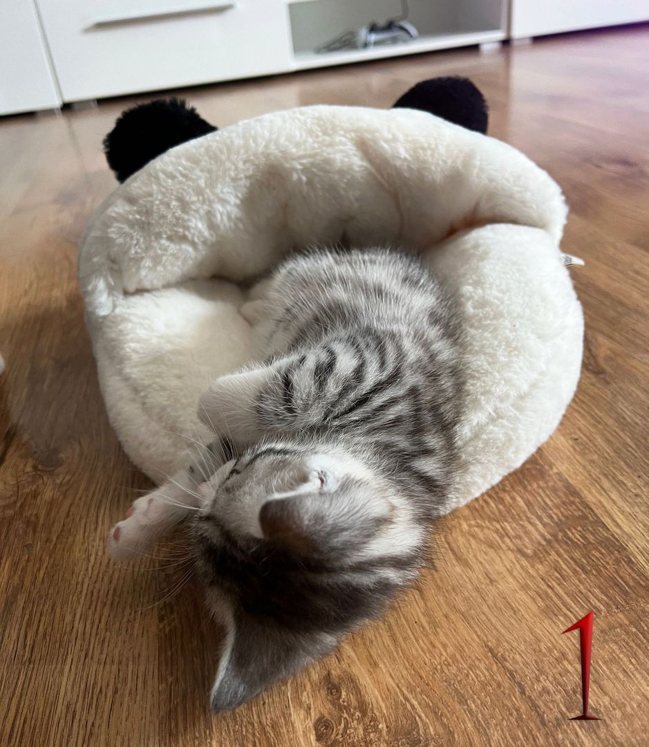 BKH-Mix Kätzchen suchen ihre neue Familie!