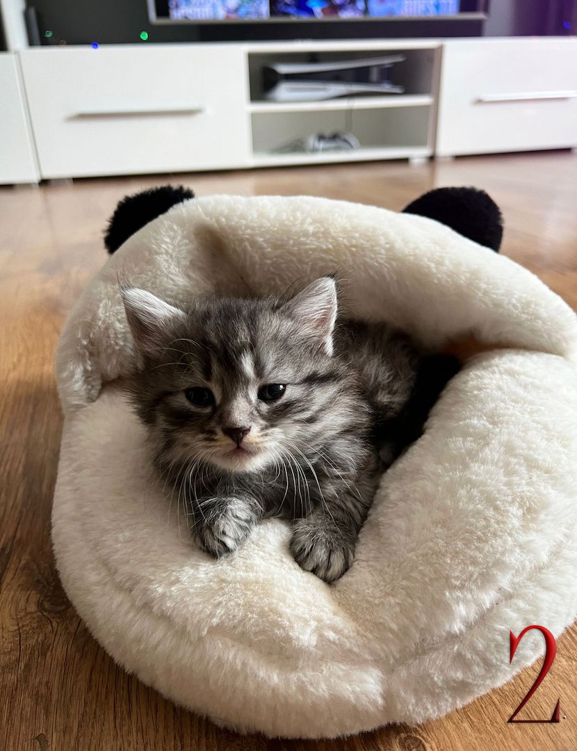 BKH-Mix Kätzchen suchen ihre neue Familie!