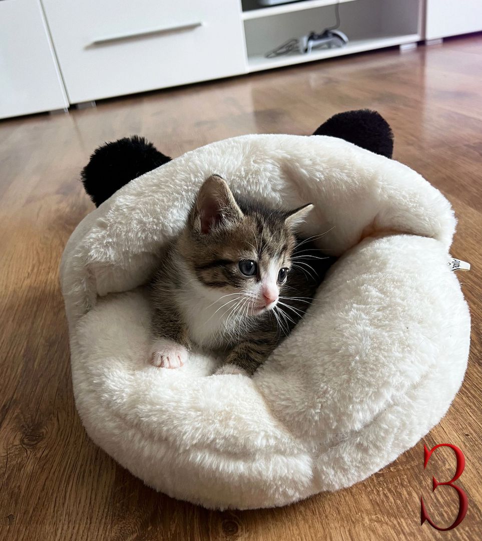 BKH-Mix Kätzchen suchen ihre neue Familie!