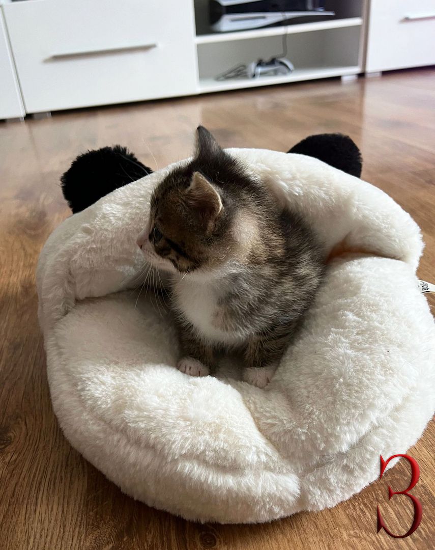 BKH-Mix Kätzchen suchen ihre neue Familie!