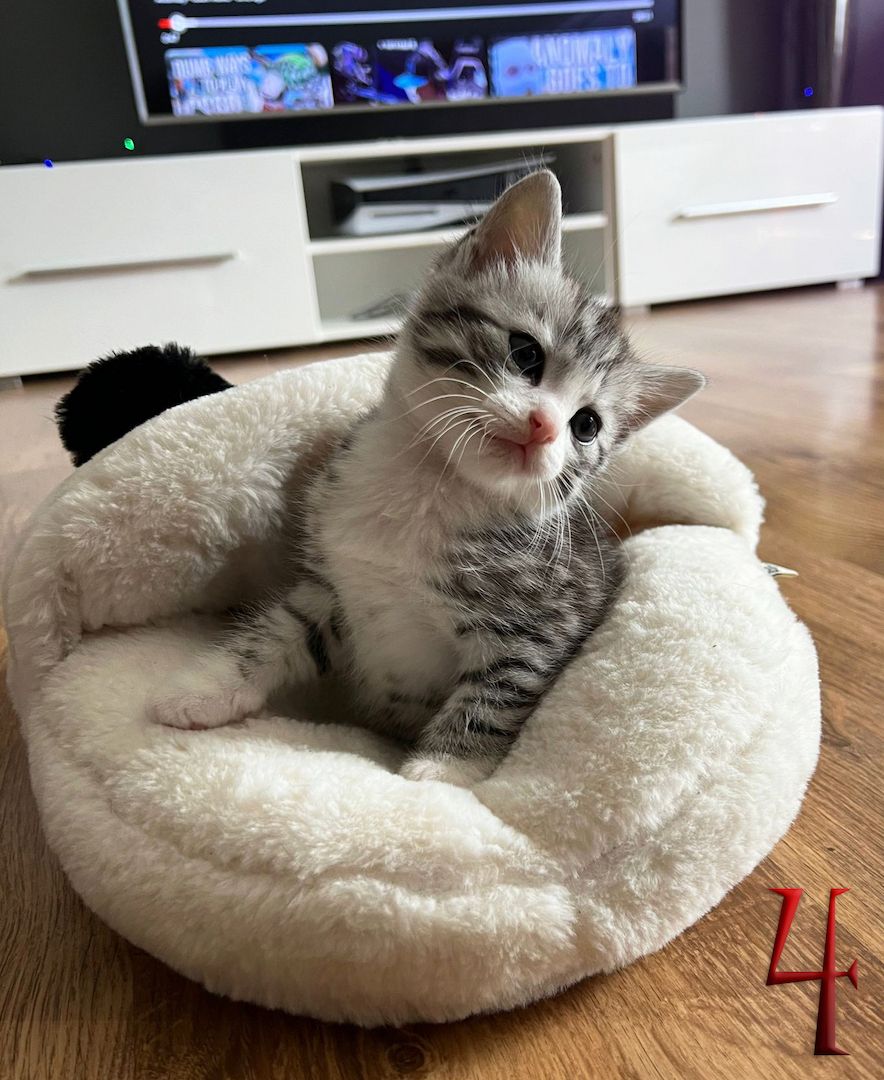 BKH-Mix Kätzchen suchen ihre neue Familie!