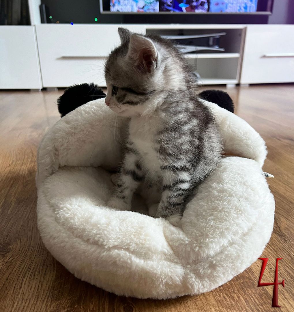 BKH-Mix Kätzchen suchen ihre neue Familie!