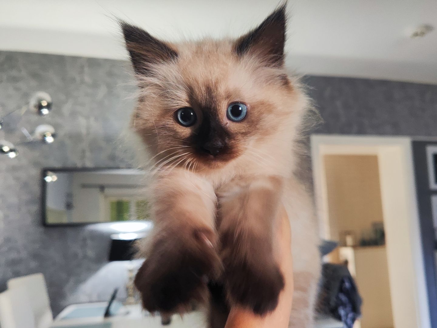 Nur noch eine kleine sibirische Kätzchen zu verkaufen - ein Mädchen