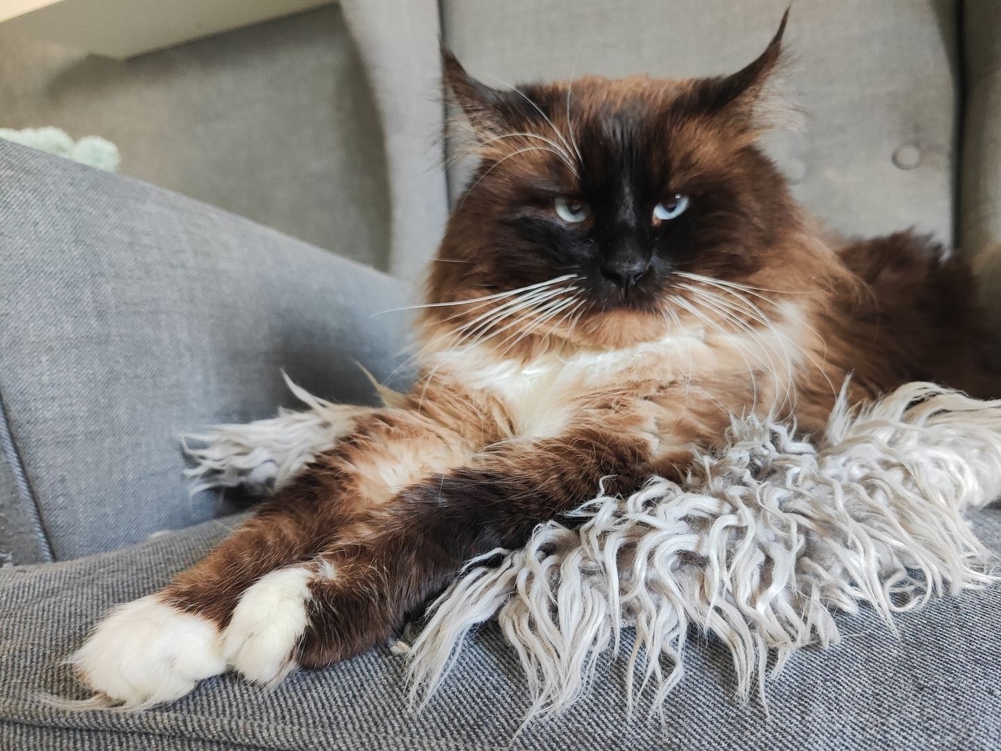 Nur noch eine kleine sibirische Kätzchen zu verkaufen - ein Mädchen