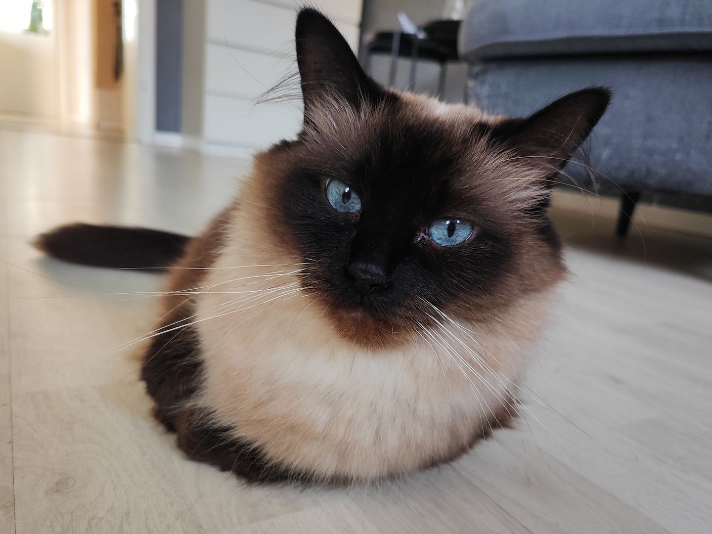 Nur noch eine kleine sibirische Kätzchen zu verkaufen - ein Mädchen