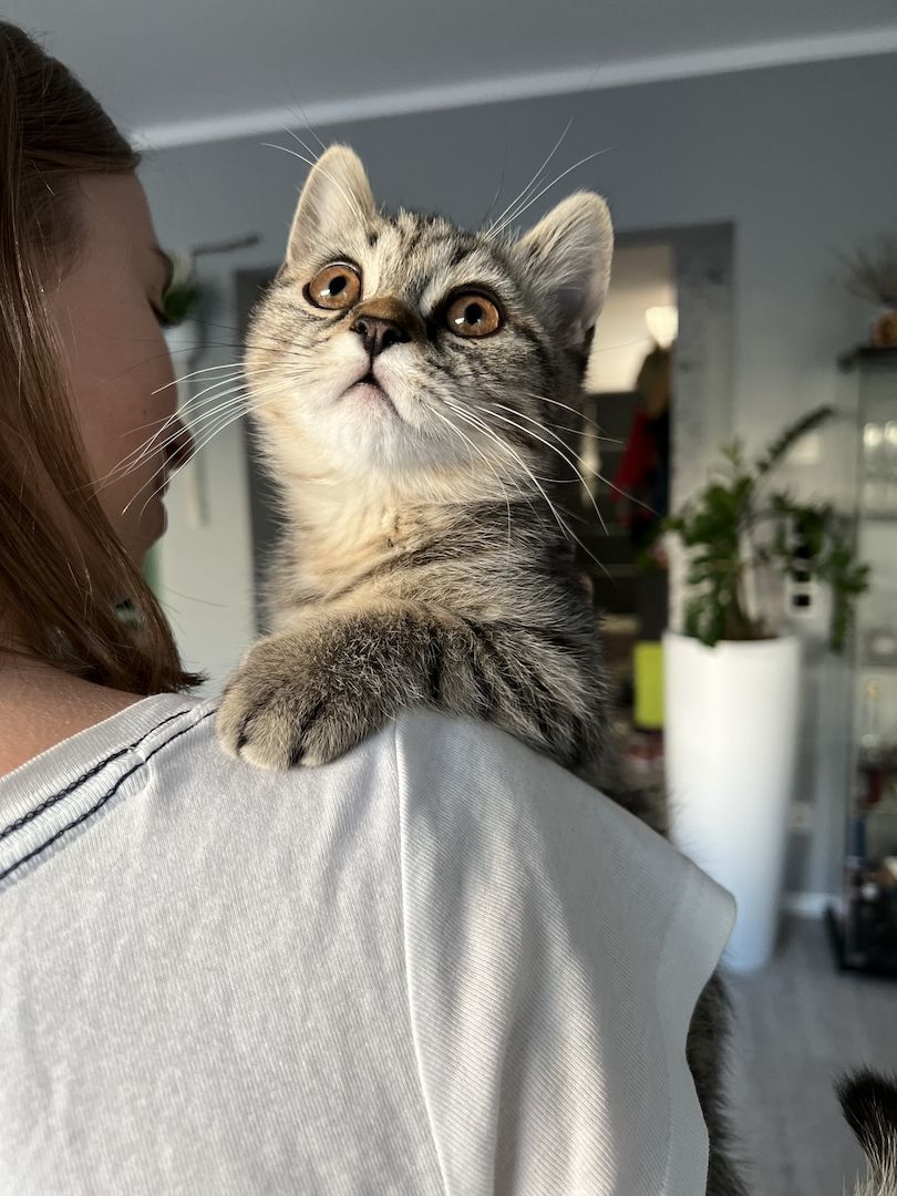 BKH Kitten Britisch Kurzhaar Kater Männchen BLH Katze Weibchen