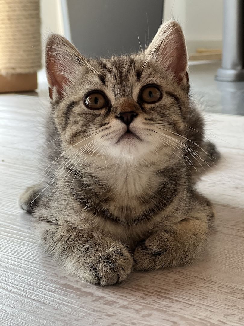 BKH Kitten Britisch Kurzhaar Kater Männchen BLH Katze Weibchen