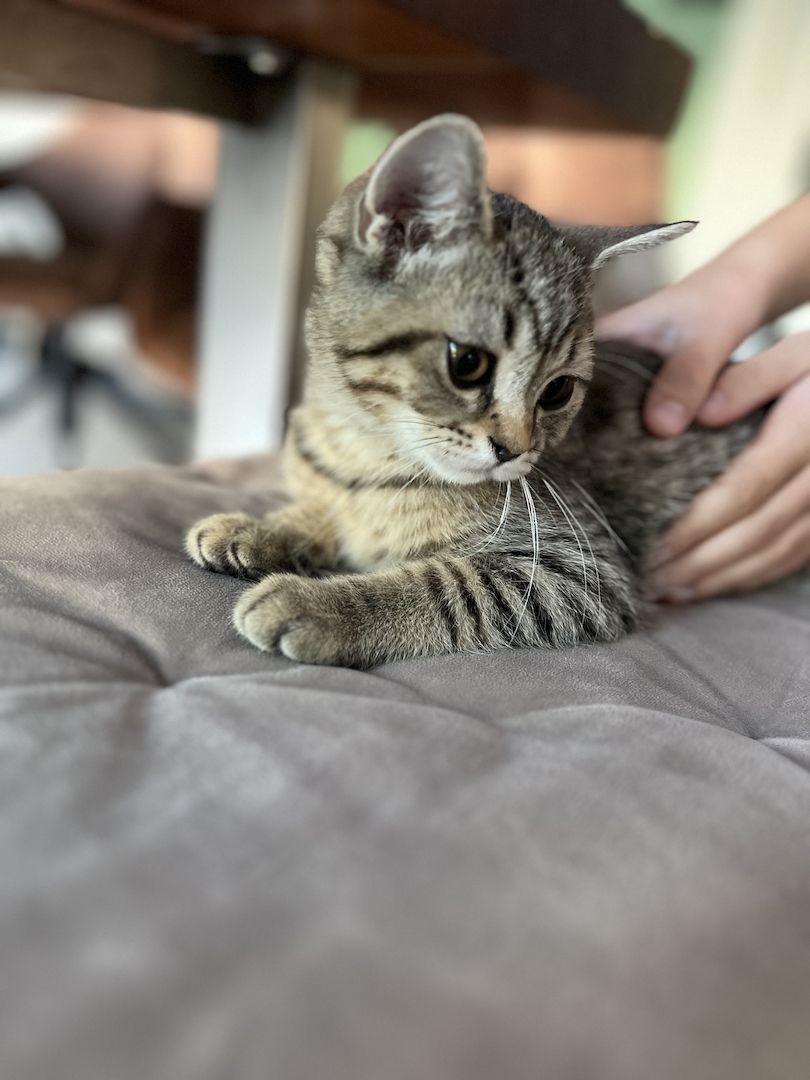 BKH Kitten Britisch Kurzhaar Kater Männchen BLH Katze Weibchen