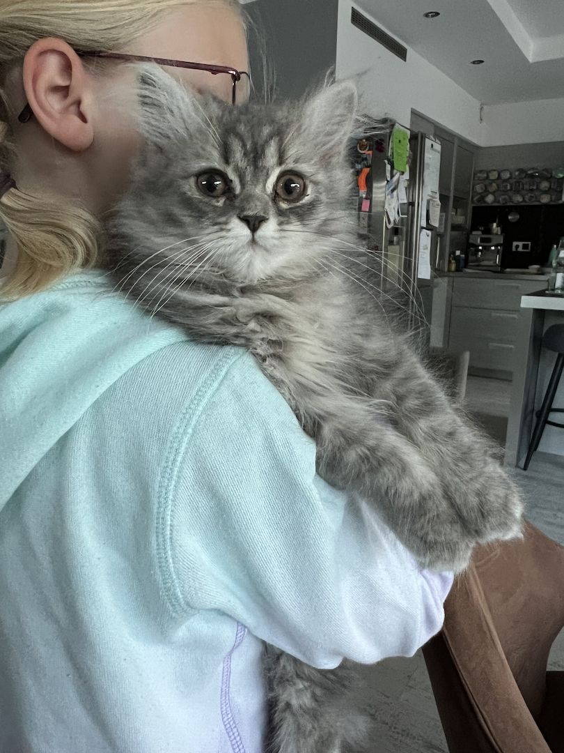 BKH Kitten Britisch Kurzhaar Kater Männchen BLH Katze Weibchen