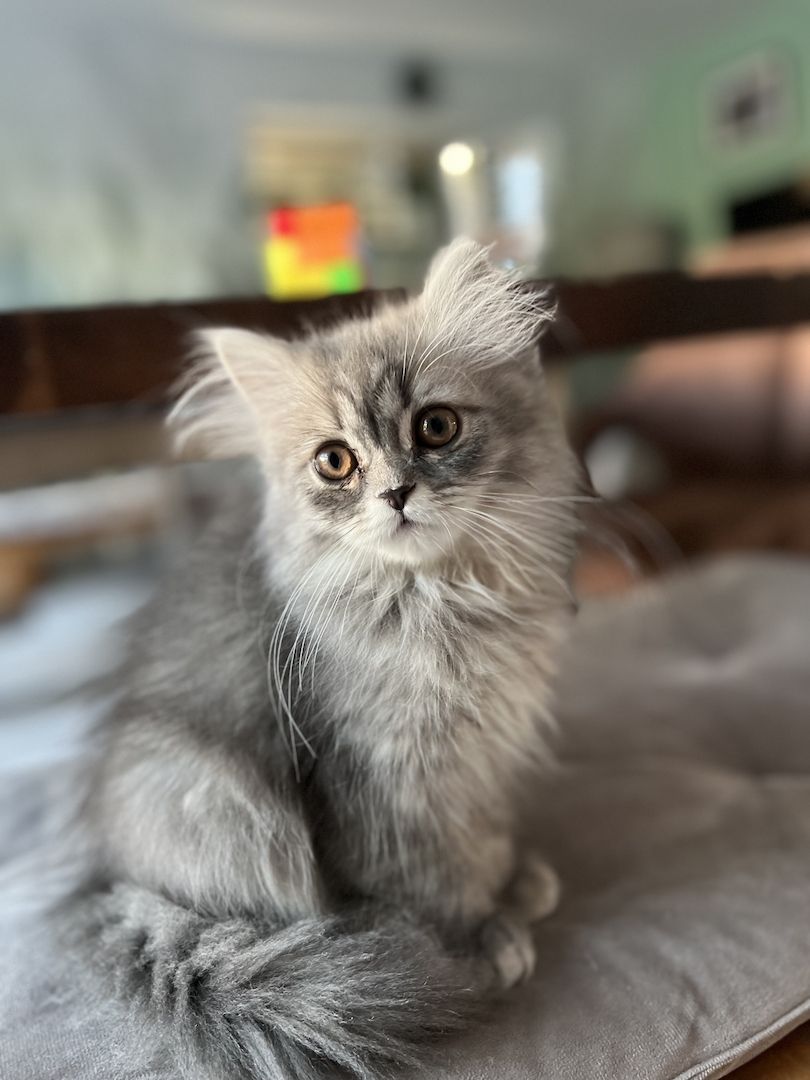 BKH Kitten Britisch Kurzhaar Kater Männchen BLH Katze Weibchen