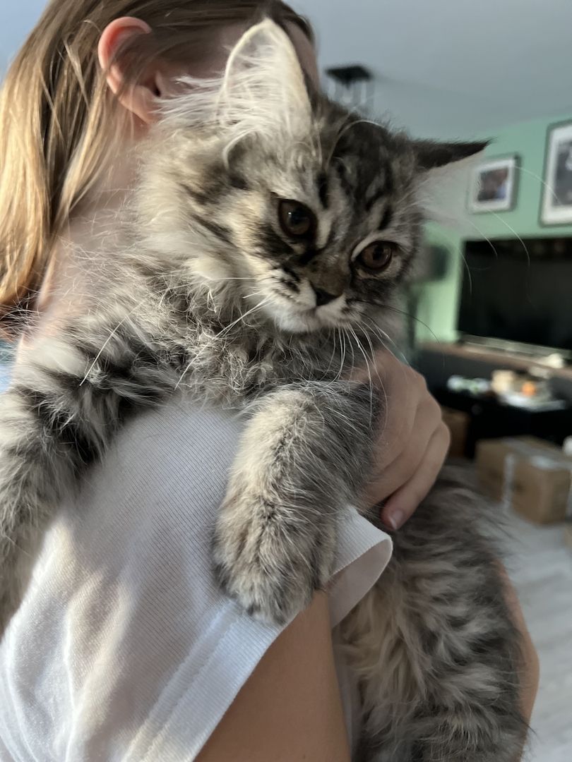 BKH Kitten Britisch Kurzhaar Kater Männchen BLH Katze Weibchen