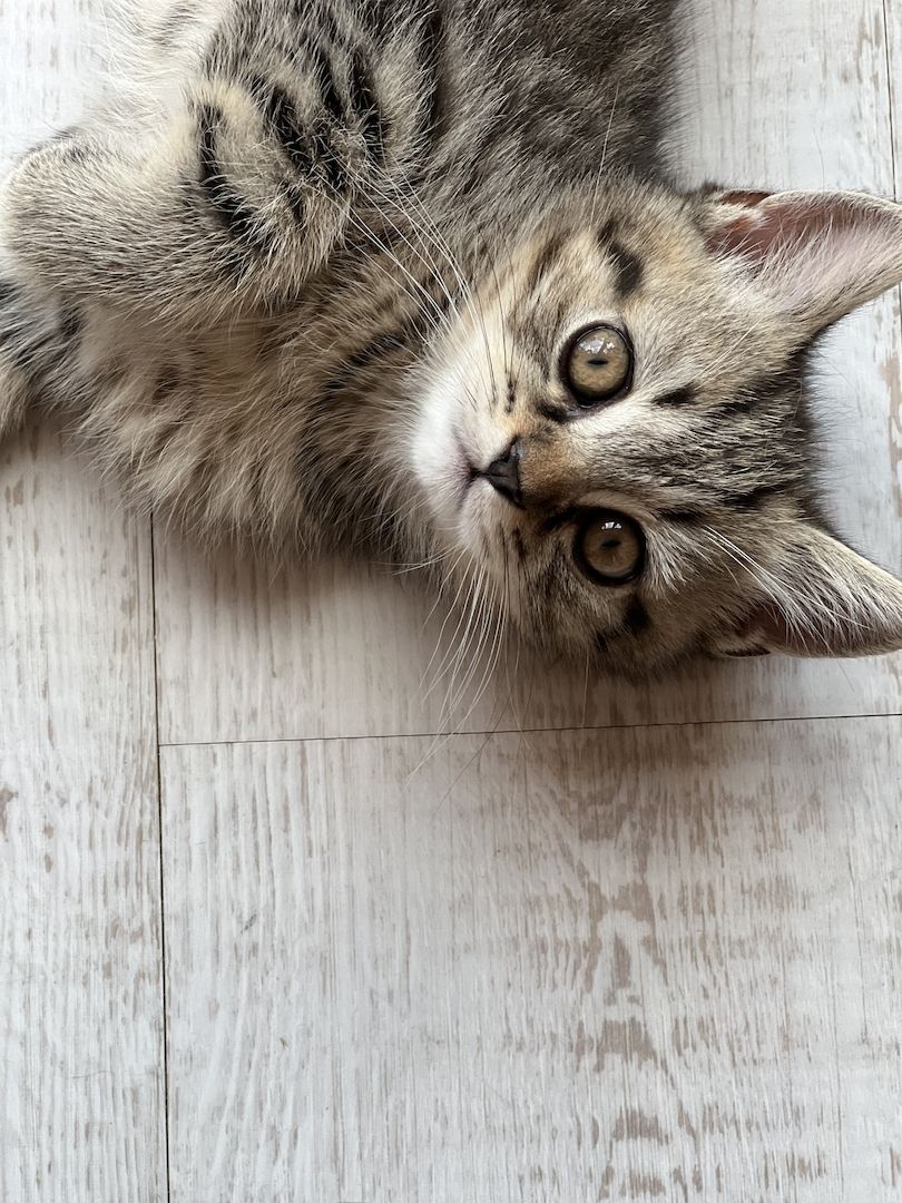 BKH Kitten Britisch Kurzhaar Kater Männchen BLH Katze Weibchen