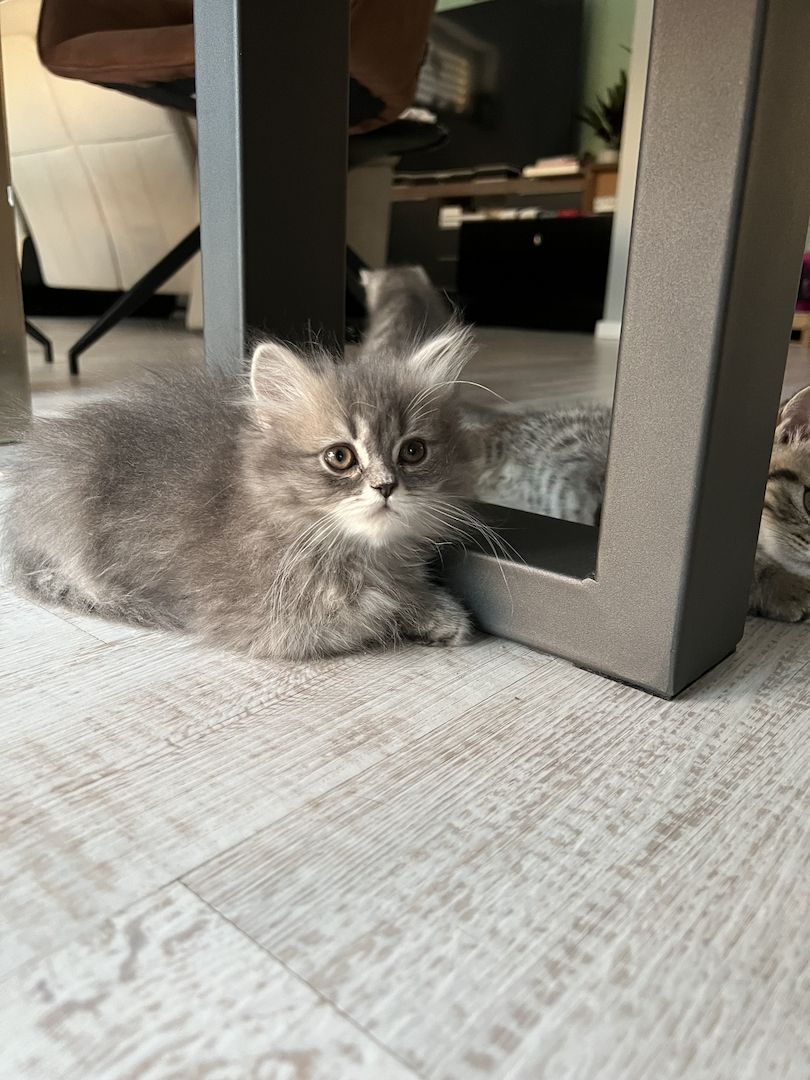 BKH Kitten Britisch Kurzhaar Kater Männchen BLH Katze Weibchen