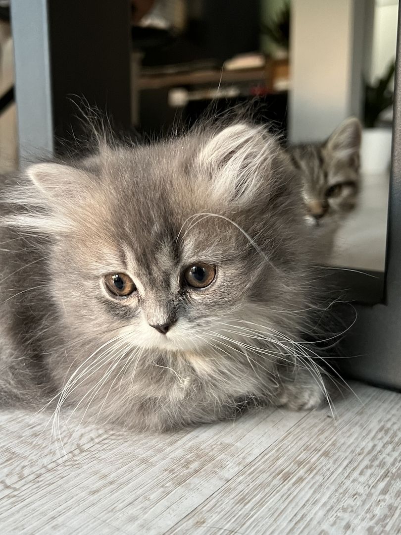 BKH Kitten Britisch Kurzhaar Kater Männchen BLH Katze Weibchen