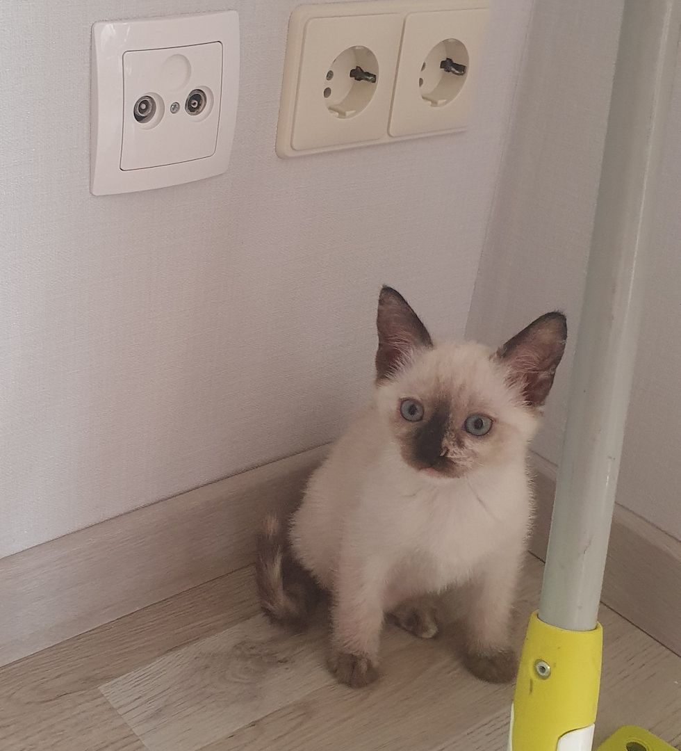 Siam kitten