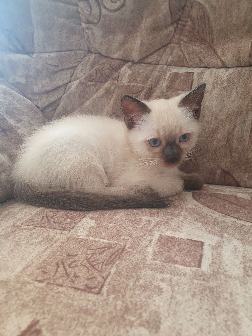 Siam kitten