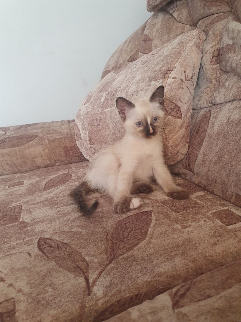 Siam kitten