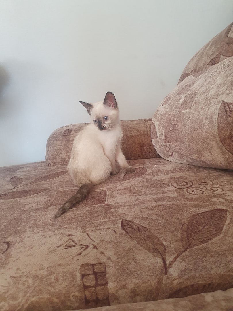 Siam kitten