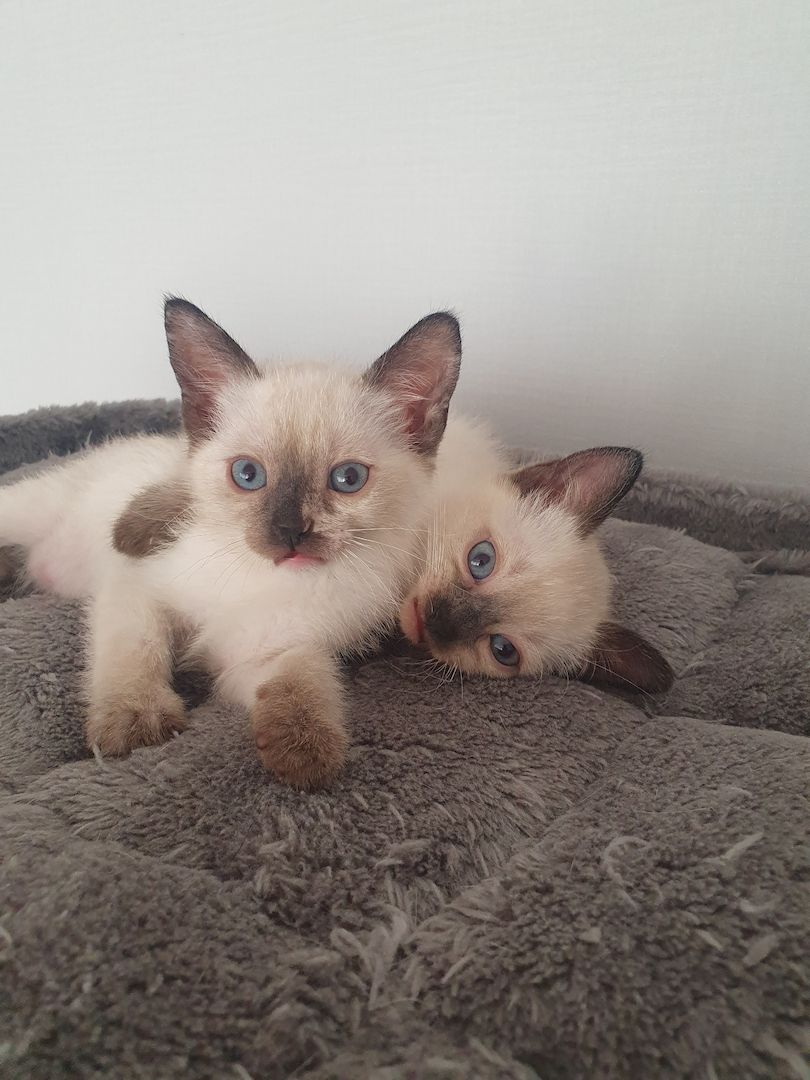 Siam kitten