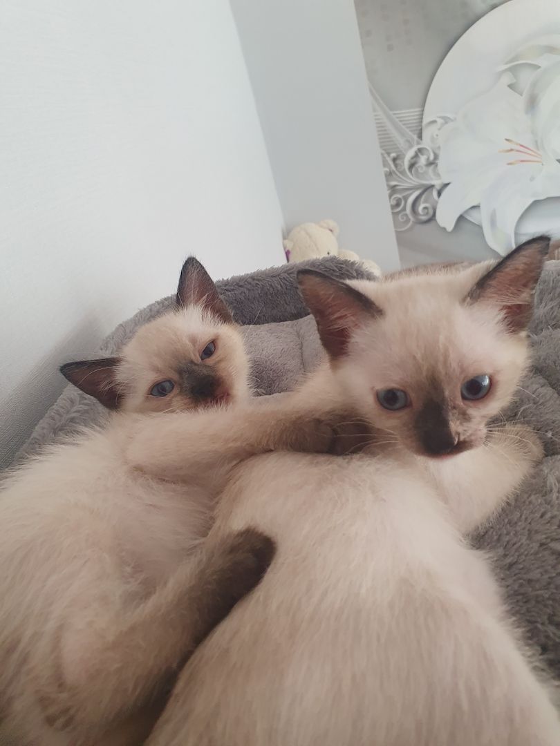 Siam kitten
