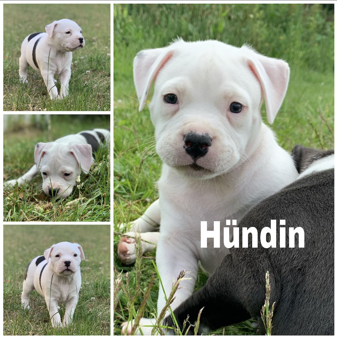 American Bully XL Welpen American Bully XL Welpen