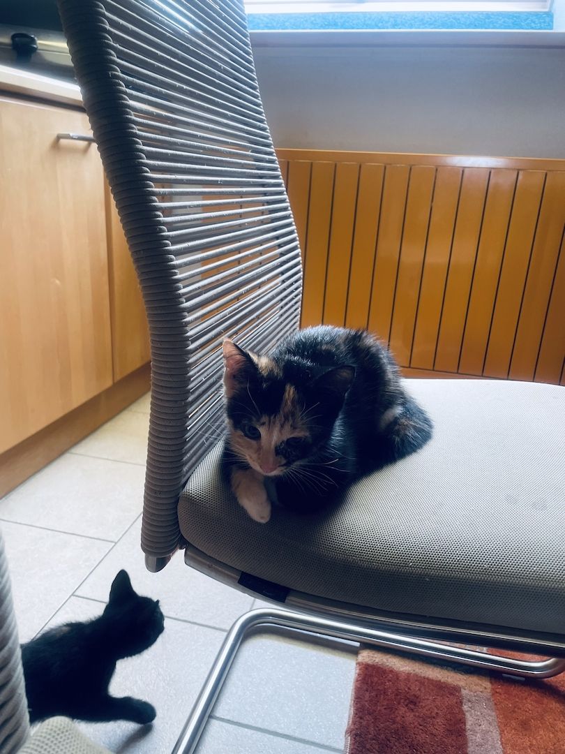 Zwei süße Kätzchen suchen ein zu Hause