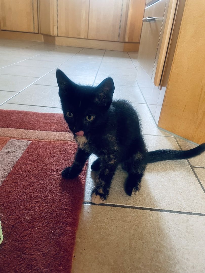 Zwei süße Kätzchen suchen ein zu Hause