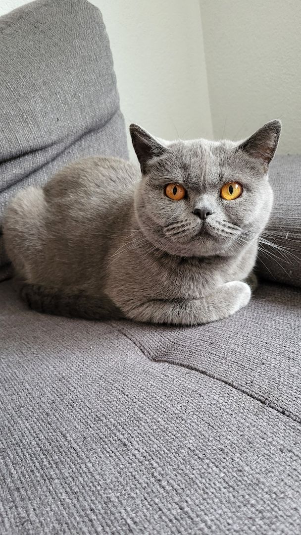 BKH Reinrassig Mädchen