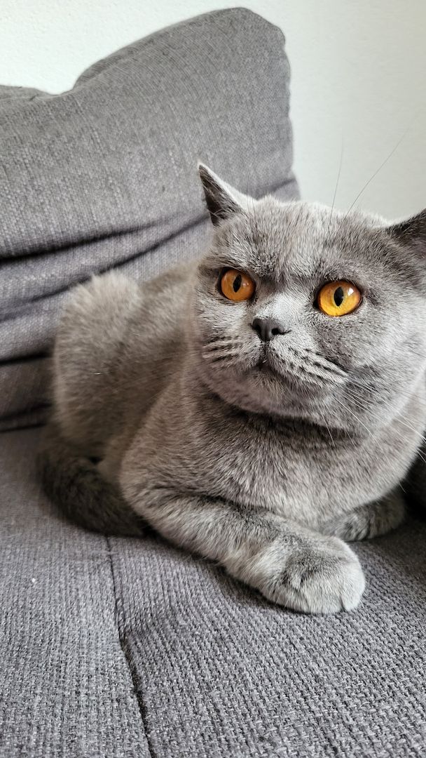 BKH Reinrassig Mädchen