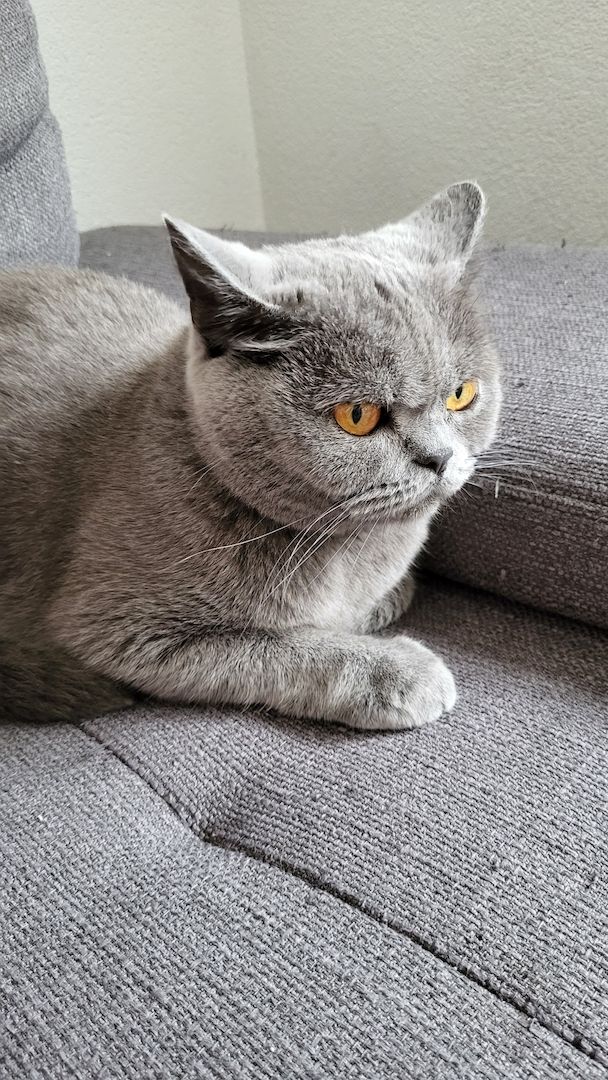 BKH Reinrassig Mädchen