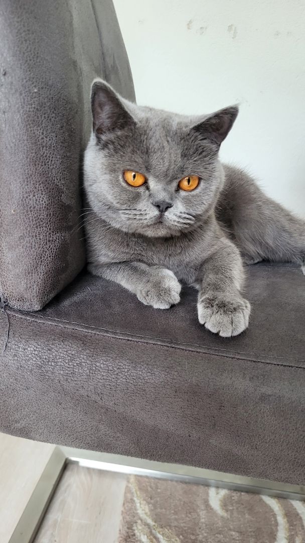 BKH Reinrassig Mädchen