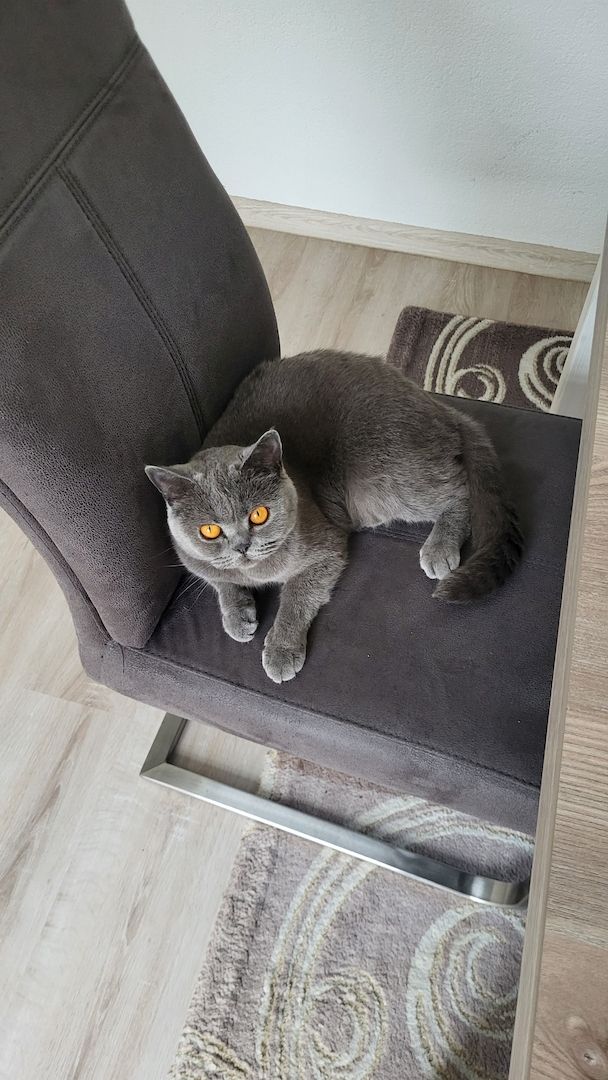 BKH Reinrassig Mädchen