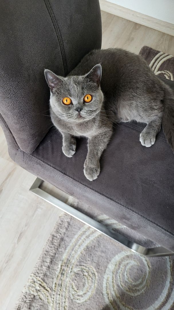 BKH Reinrassig Mädchen