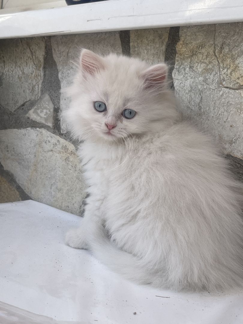 Britisch Langhaar BLH kitten weiß