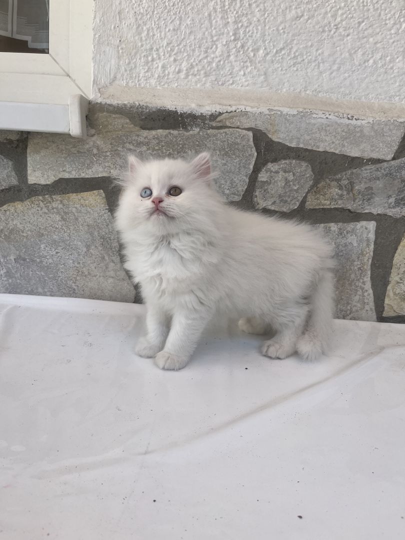 Britisch Langhaar BLH kitten weiß