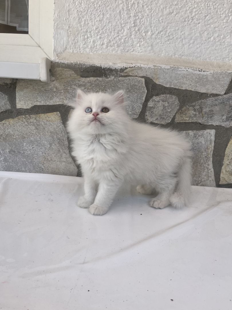 Britisch Langhaar BLH kitten weiß