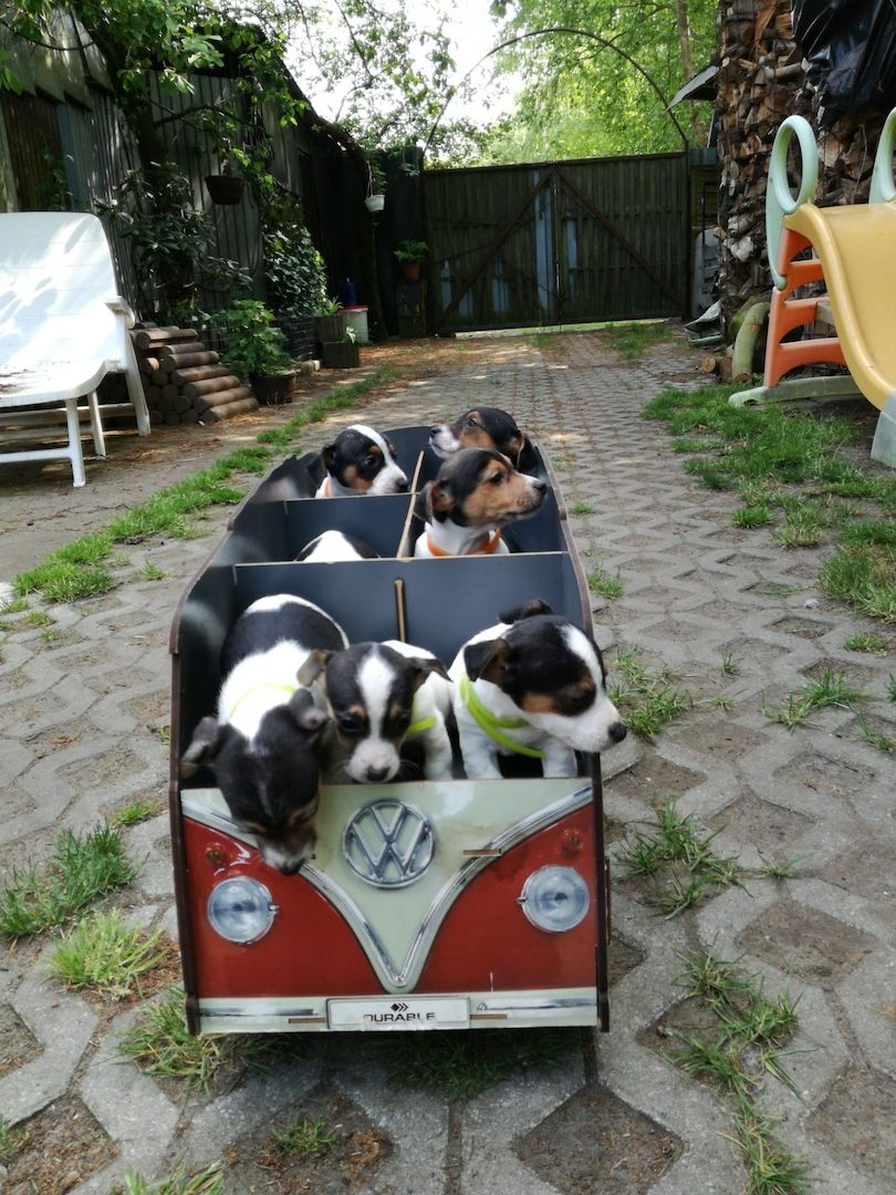 Knuddelige niedliche und putzmuntere Jack Russell Terrier Welpen suchen neues Zuhause Knuddelige niedliche und putzmuntere Jack Russell Terrier Welpen suchen neues Zuhause