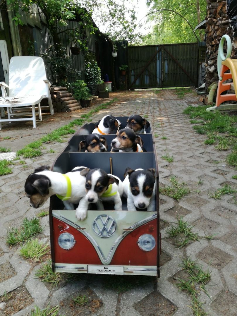 Knuddelige niedliche und putzmuntere Jack Russell Terrier Welpen suchen neues Zuhause Knuddelige niedliche und putzmuntere Jack Russell Terrier Welpen suchen neues Zuhause