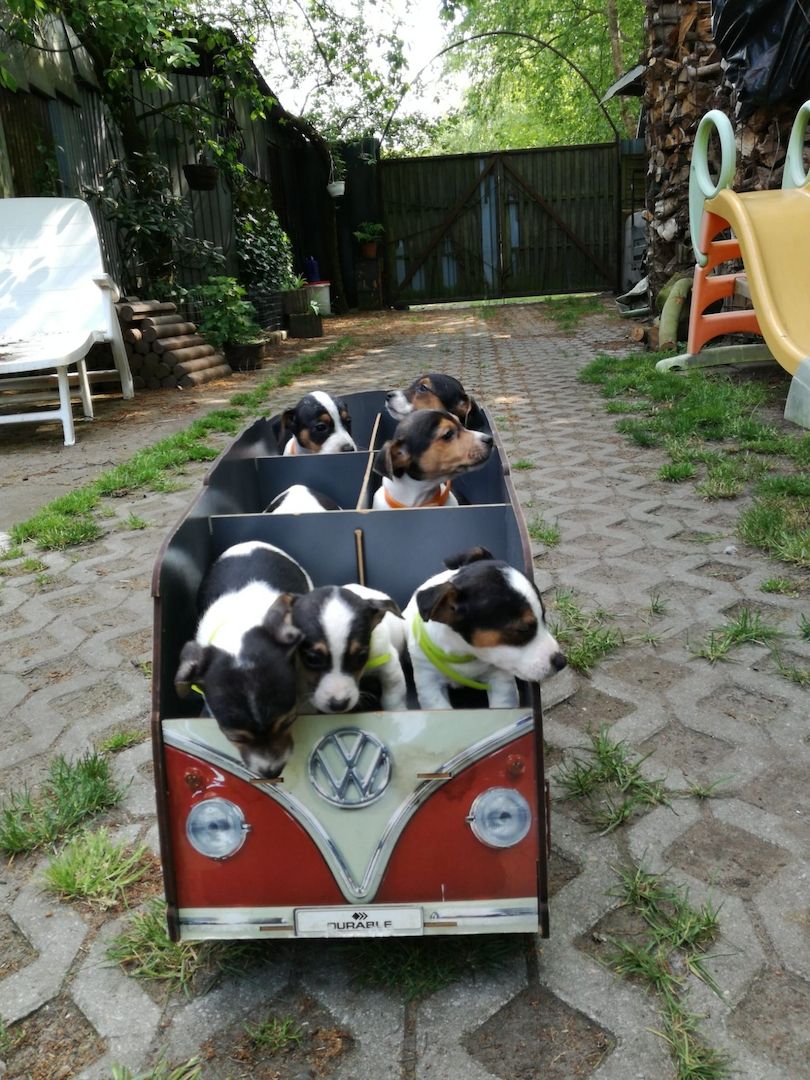 Knuddelige niedliche und putzmuntere Jack Russell Terrier Welpen suchen neues Zuhause Knuddelige niedliche und putzmuntere Jack Russell Terrier Welpen suchen neues Zuhause