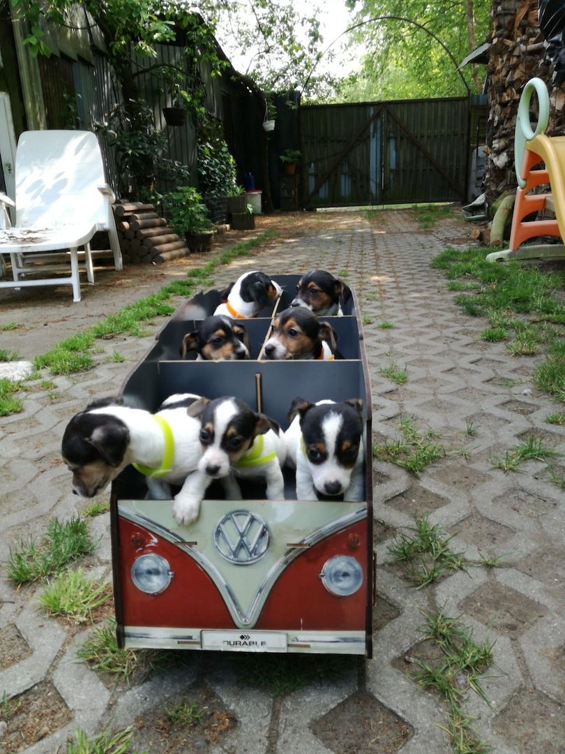 Knuddelige niedliche und putzmuntere Jack Russell Terrier Welpen suchen neues Zuhause Knuddelige niedliche und putzmuntere Jack Russell Terrier Welpen suchen neues Zuhause