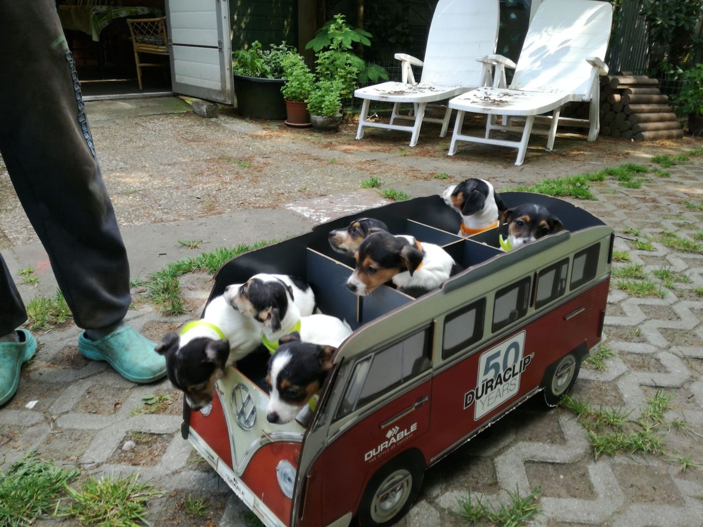 Knuddelige niedliche und putzmuntere Jack Russell Terrier Welpen suchen neues Zuhause Knuddelige niedliche und putzmuntere Jack Russell Terrier Welpen suchen neues Zuhause