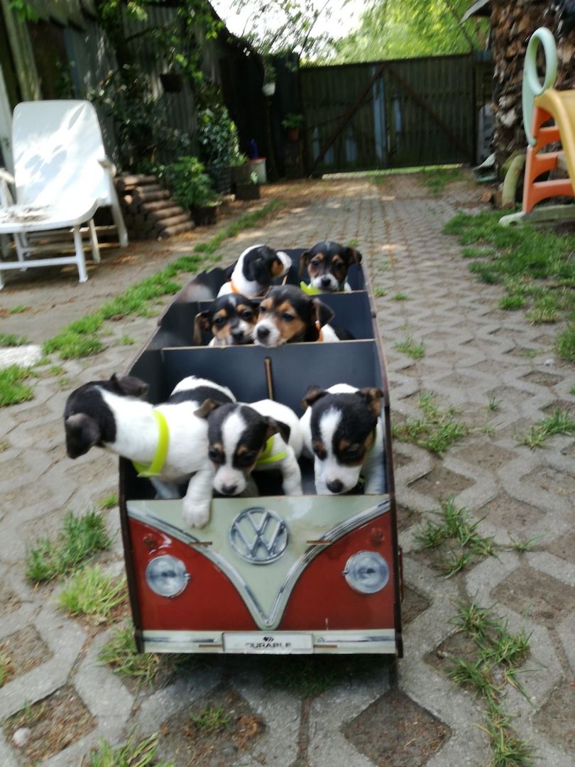 Knuddelige niedliche und putzmuntere Jack Russell Terrier Welpen suchen neues Zuhause Knuddelige niedliche und putzmuntere Jack Russell Terrier Welpen suchen neues Zuhause